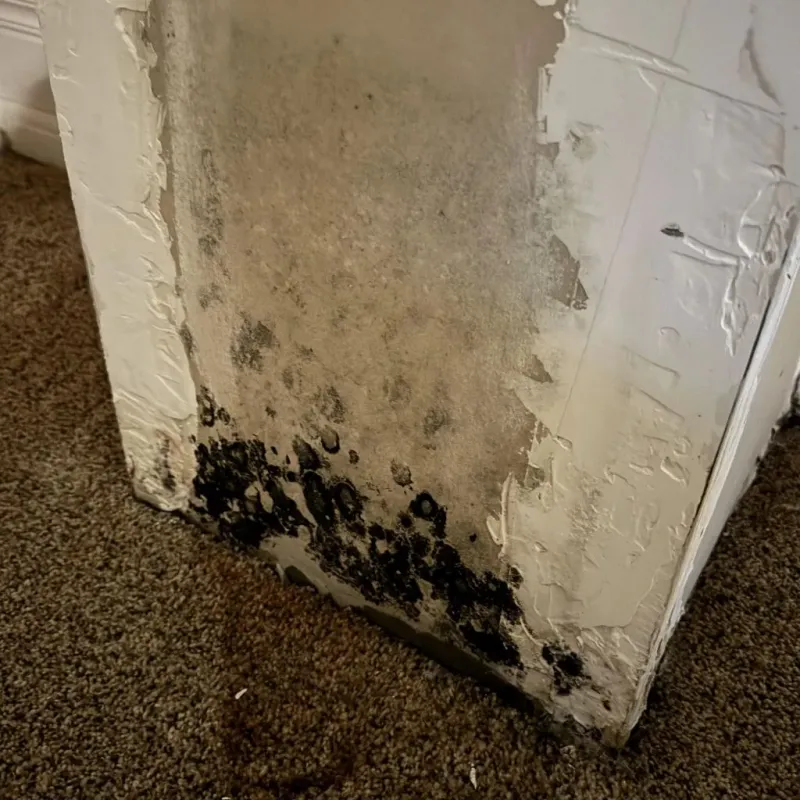 Professional Mold Removal in Humphreys County, TN